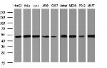 SERBP1 Antibody in Western Blot (WB)