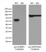 SERBP1 Antibody in Western Blot (WB)