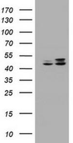 SERBP1 Antibody in Western Blot (WB)