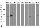 SERBP1 Antibody in Western Blot (WB)