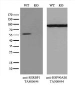 SERBP1 Antibody in Western Blot (WB)