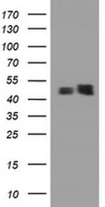 SERBP1 Antibody in Western Blot (WB)