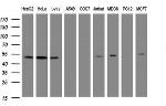 SERBP1 Antibody in Western Blot (WB)