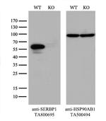 SERBP1 Antibody in Western Blot (WB)