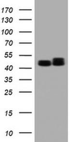 SERBP1 Antibody in Western Blot (WB)