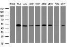 SERBP1 Antibody in Western Blot (WB)