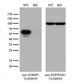 SERBP1 Antibody in Western Blot (WB)