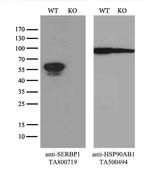 SERBP1 Antibody in Western Blot (WB)