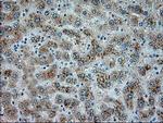 SERPINA1 Antibody in Immunohistochemistry (Paraffin) (IHC (P))