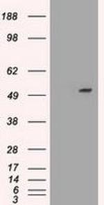 SERPINA1 Antibody in Western Blot (WB)