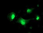 SERPINA5 Antibody in Immunocytochemistry (ICC/IF)