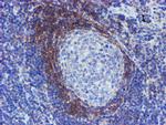 SERPINA5 Antibody in Immunohistochemistry (Paraffin) (IHC (P))