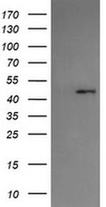 SERPINA5 Antibody in Western Blot (WB)