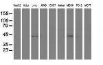 SERPINA5 Antibody in Western Blot (WB)