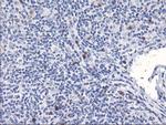 SERPINB2 Antibody in Immunohistochemistry (Paraffin) (IHC (P))