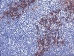 SERPINB2 Antibody in Immunohistochemistry (Paraffin) (IHC (P))