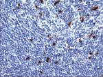 SERPINB2 Antibody in Immunohistochemistry (Paraffin) (IHC (P))