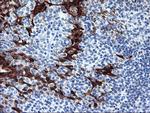 SERPINB2 Antibody in Immunohistochemistry (Paraffin) (IHC (P))