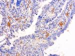 SERPINB4 Antibody in Immunohistochemistry (Paraffin) (IHC (P))