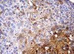 SERPINB4 Antibody in Immunohistochemistry (Paraffin) (IHC (P))