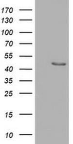 SERPINB4 Antibody in Western Blot (WB)