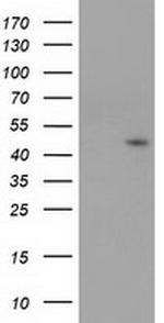 SERPINB4 Antibody in Western Blot (WB)