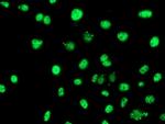 SERPINB6 Antibody in Immunocytochemistry (ICC/IF)