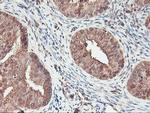 SERPINB6 Antibody in Immunohistochemistry (Paraffin) (IHC (P))