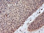 SERPINB6 Antibody in Immunohistochemistry (Paraffin) (IHC (P))