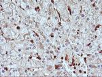 SERPINB6 Antibody in Immunohistochemistry (Paraffin) (IHC (P))