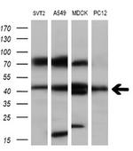 SERPINB6 Antibody in Western Blot (WB)