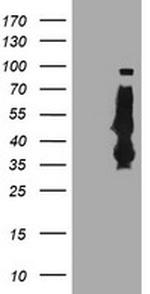 SERPINB6 Antibody in Western Blot (WB)