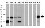 SERPINB6 Antibody in Western Blot (WB)