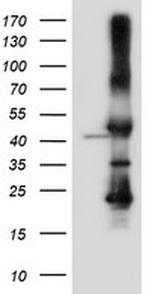 SERPINB6 Antibody in Western Blot (WB)