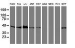 SERPINB6 Antibody in Western Blot (WB)