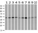 SERPINC1 Antibody in Western Blot (WB)