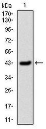 PAI1 Antibody in Western Blot (WB)