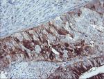 SERPINE2 Antibody in Immunohistochemistry (Paraffin) (IHC (P))