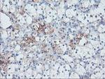 SERPINE2 Antibody in Immunohistochemistry (Paraffin) (IHC (P))