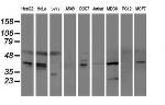 SERPINE2 Antibody in Western Blot (WB)