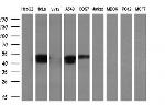 SERPINE2 Antibody in Western Blot (WB)