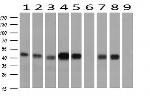 SERPINE2 Antibody in Western Blot (WB)