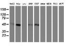 SERPINE2 Antibody in Western Blot (WB)