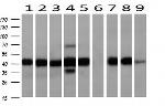 SERPINE2 Antibody in Western Blot (WB)