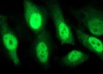 SESTD1 Antibody in Immunocytochemistry (ICC/IF)