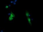 SESTD1 Antibody in Immunocytochemistry (ICC/IF)