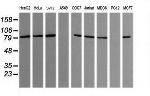 SESTD1 Antibody in Western Blot (WB)