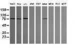 SESTD1 Antibody in Western Blot (WB)