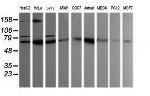 SESTD1 Antibody in Western Blot (WB)