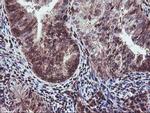 SETD7 Antibody in Immunohistochemistry (Paraffin) (IHC (P))